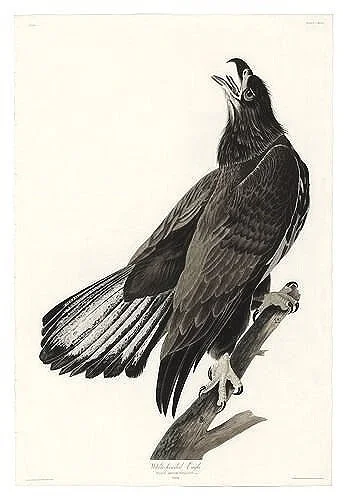 Audubon-prints-White-headed-Eagle-museum-outlets.jpg