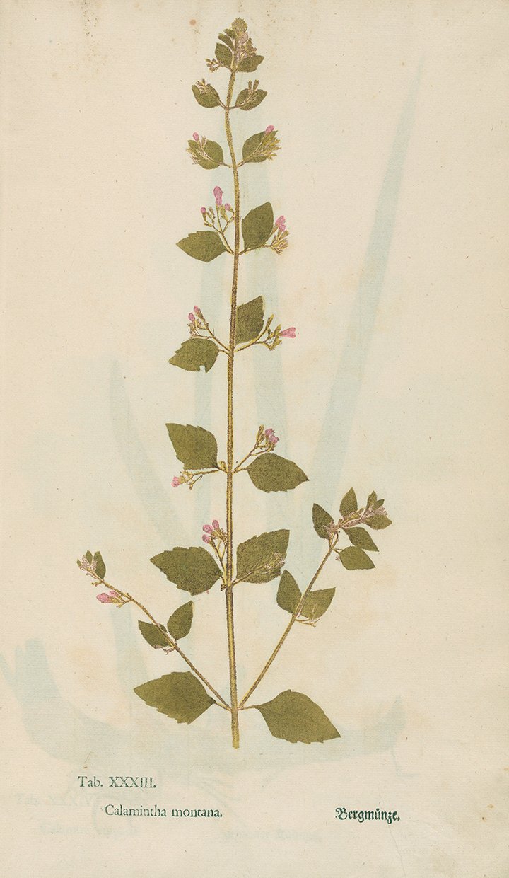 calamint-antique-plant-specimen-print-museum-outlets.jpg