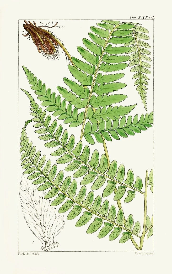 antique fern prints