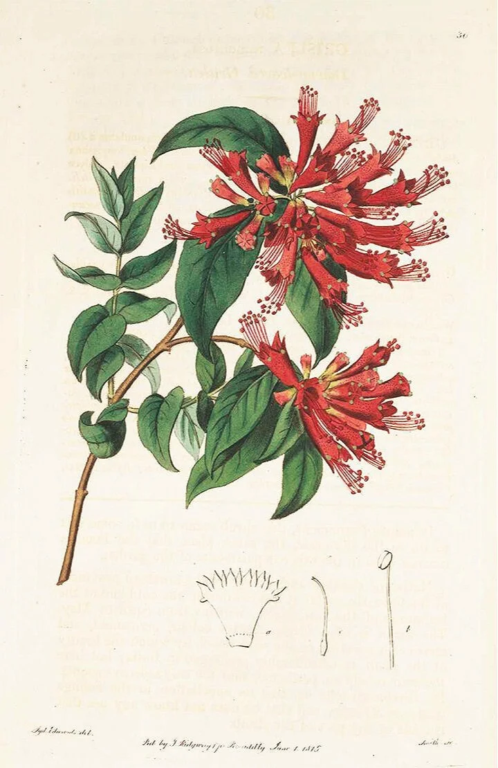 red-floral-antique-botanical-print-museum-outlets.jpg