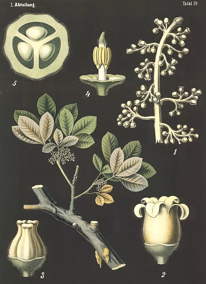 rubber-tree-vintage-botanical-prints-museum-outlets.jpg