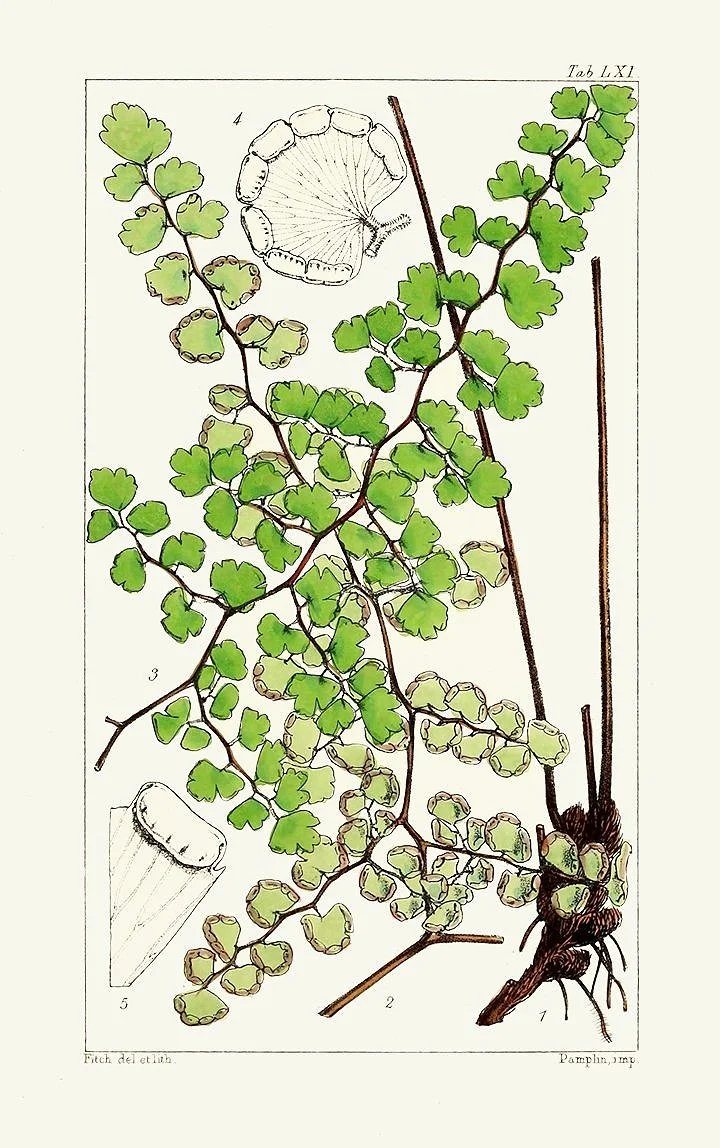 vintage-fern-prints-museum-outlets.jpg
