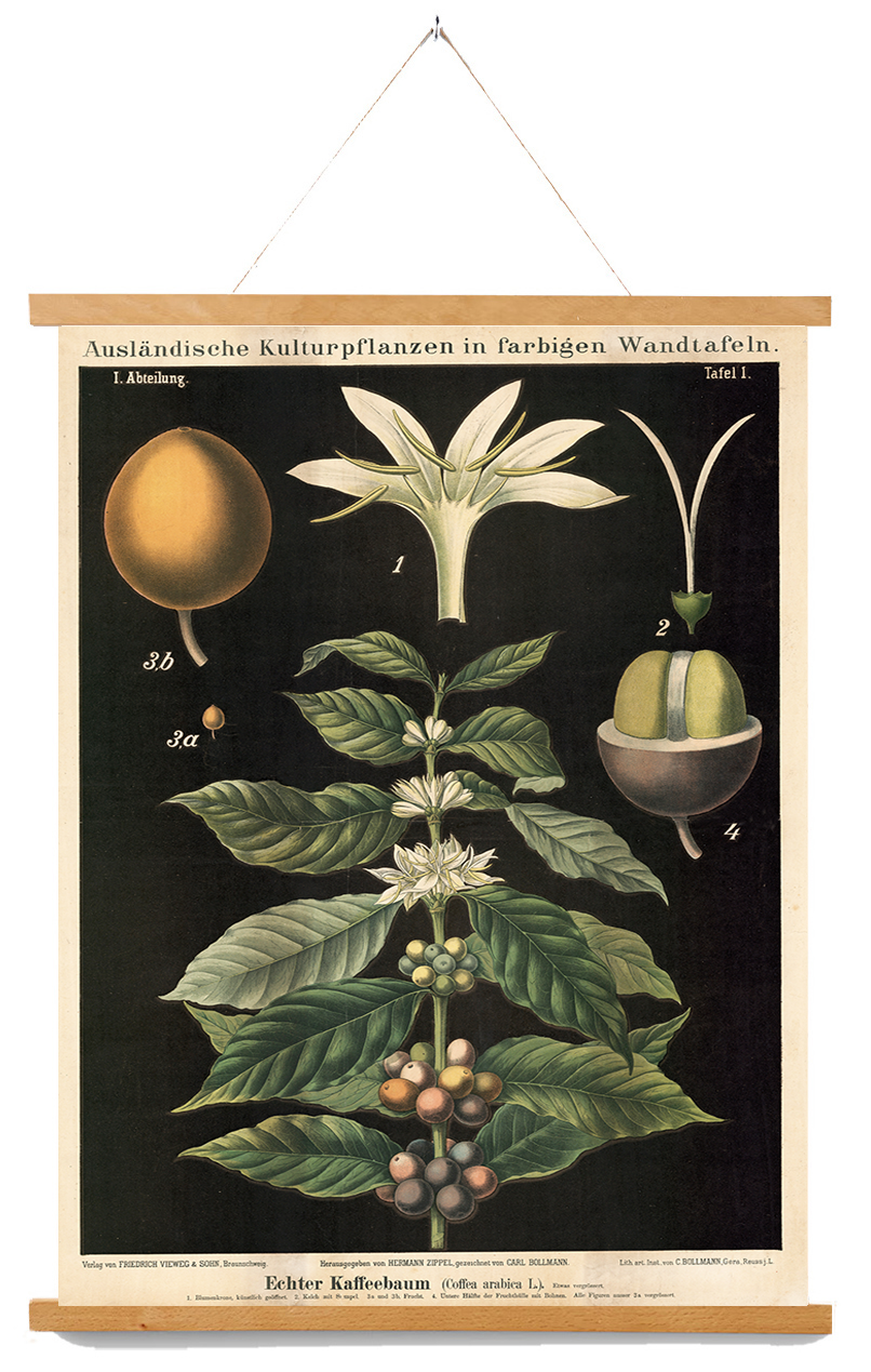 zippel-bollmann-vintage-coffee-botanical-canvas-wall-chart-museum-outlets.png