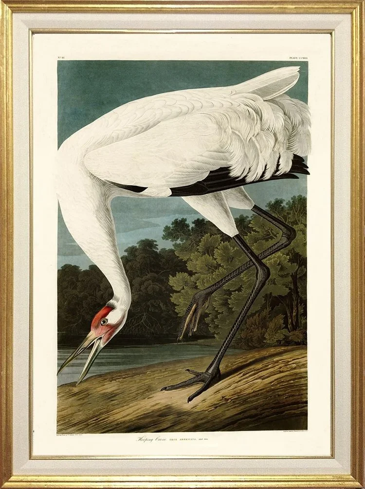 hooping-crane-audubon-print-museum-outlets.jpg
