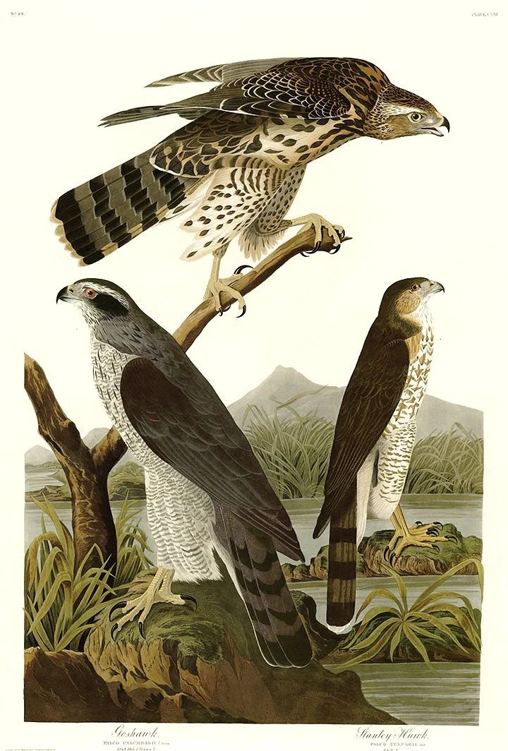 Stanley Hawk Audubon Print