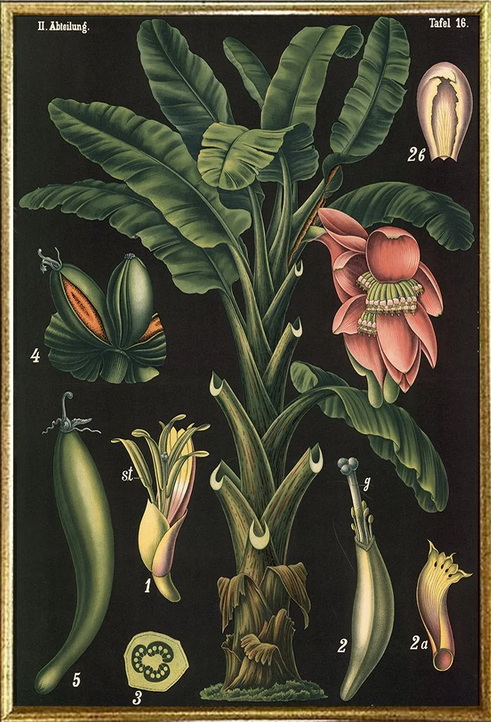 banane-vintage-botanical-print--museum-outlets.jpg