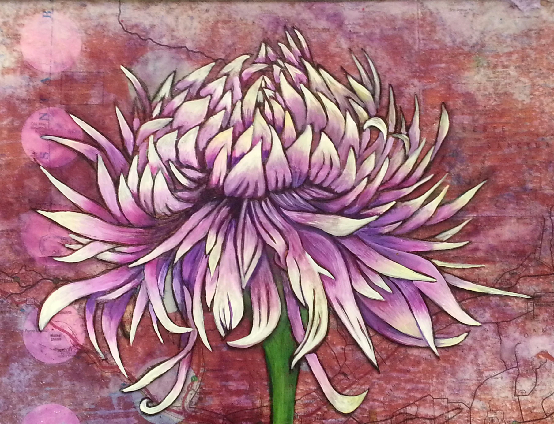 Chrysanthemum