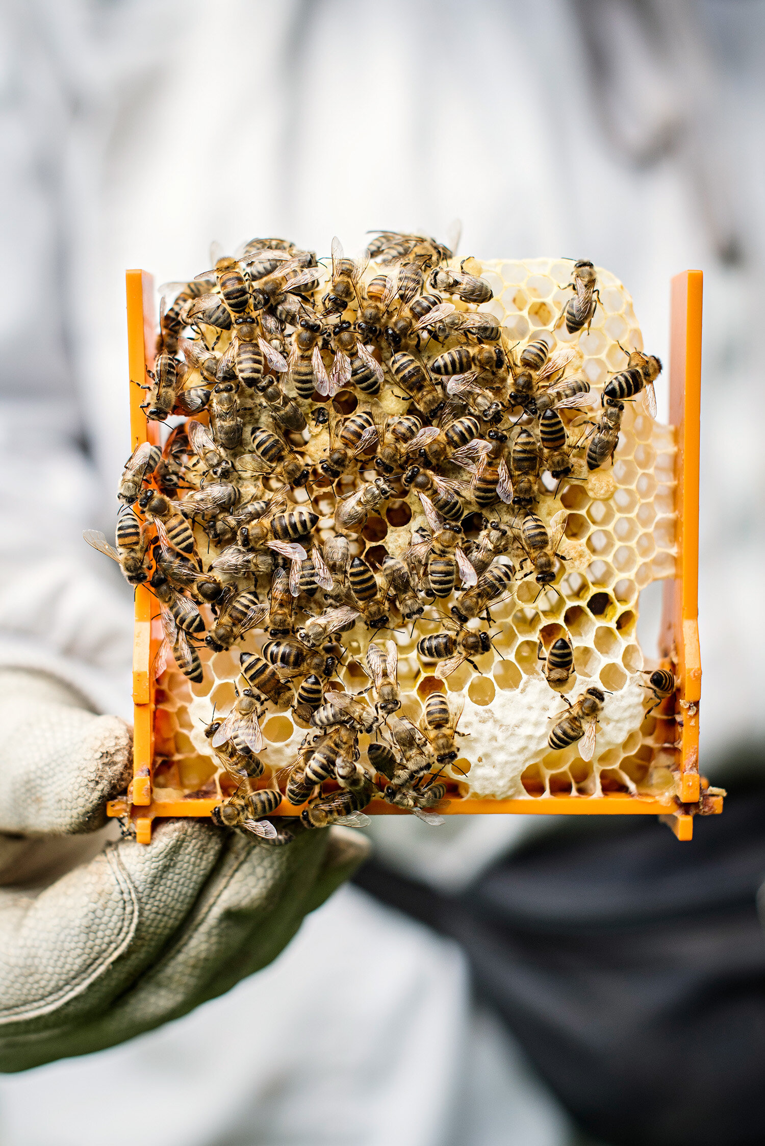  Werner Seip, Beekeeper 