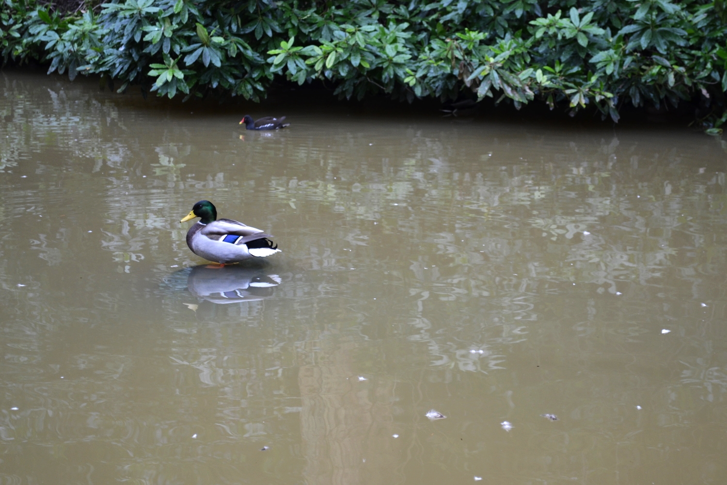 Duck Pond in the Valley Gardens, Harrogate. 2015