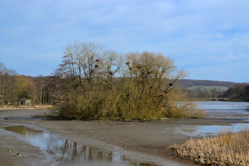 Heron Nesting,  2015.