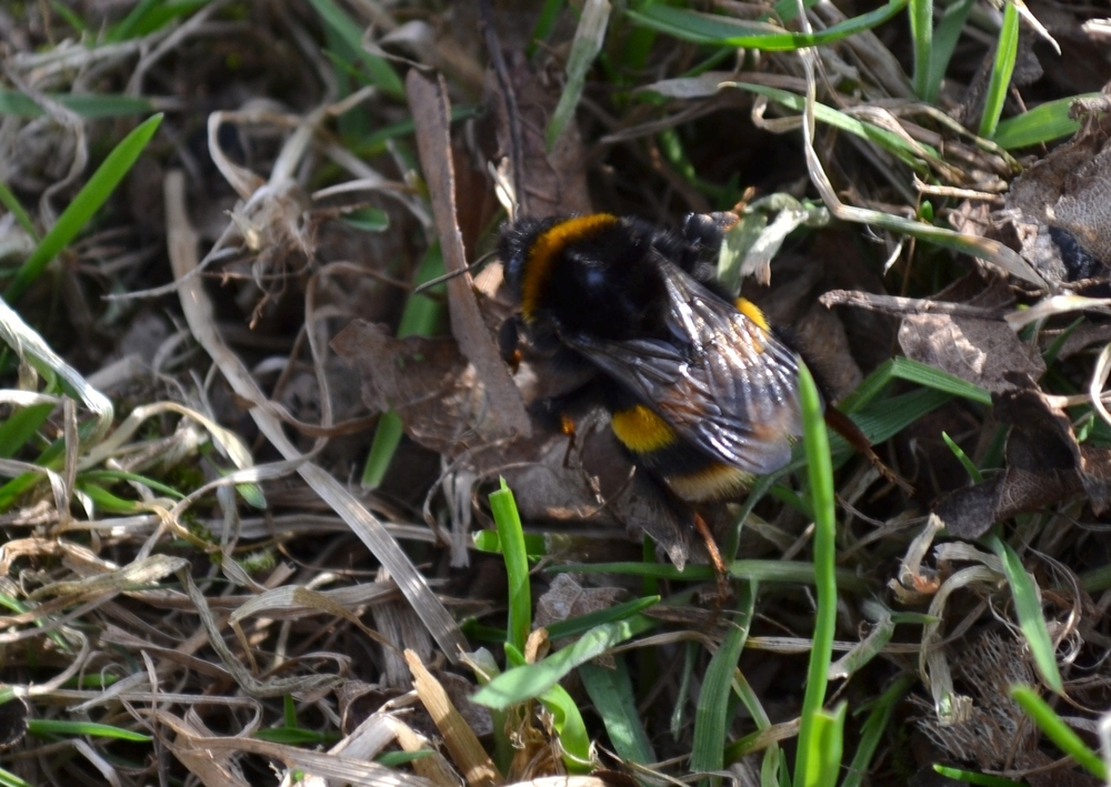 First Bumble Bee of the season, 2015