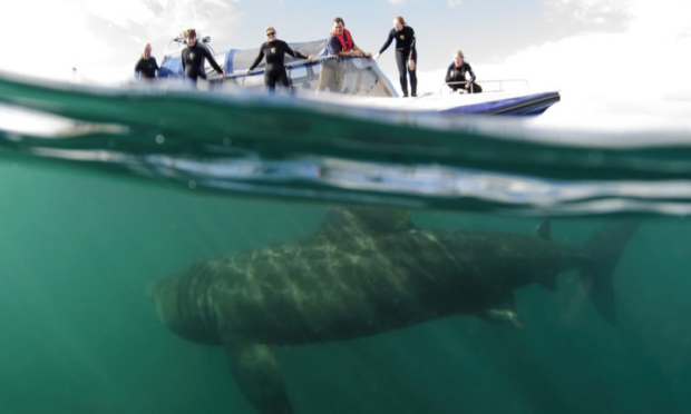 Thanks to 'Basking Sharks Scotland' for use of the images until we procure our own. ( http://baskingsharkscotland.co.uk )