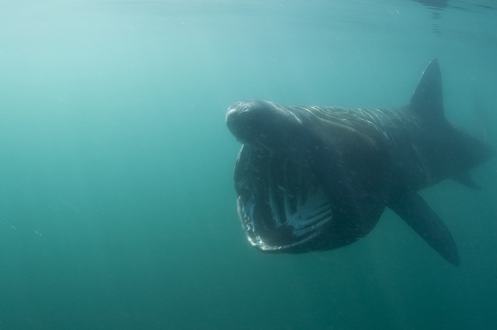 Basking Shark!
