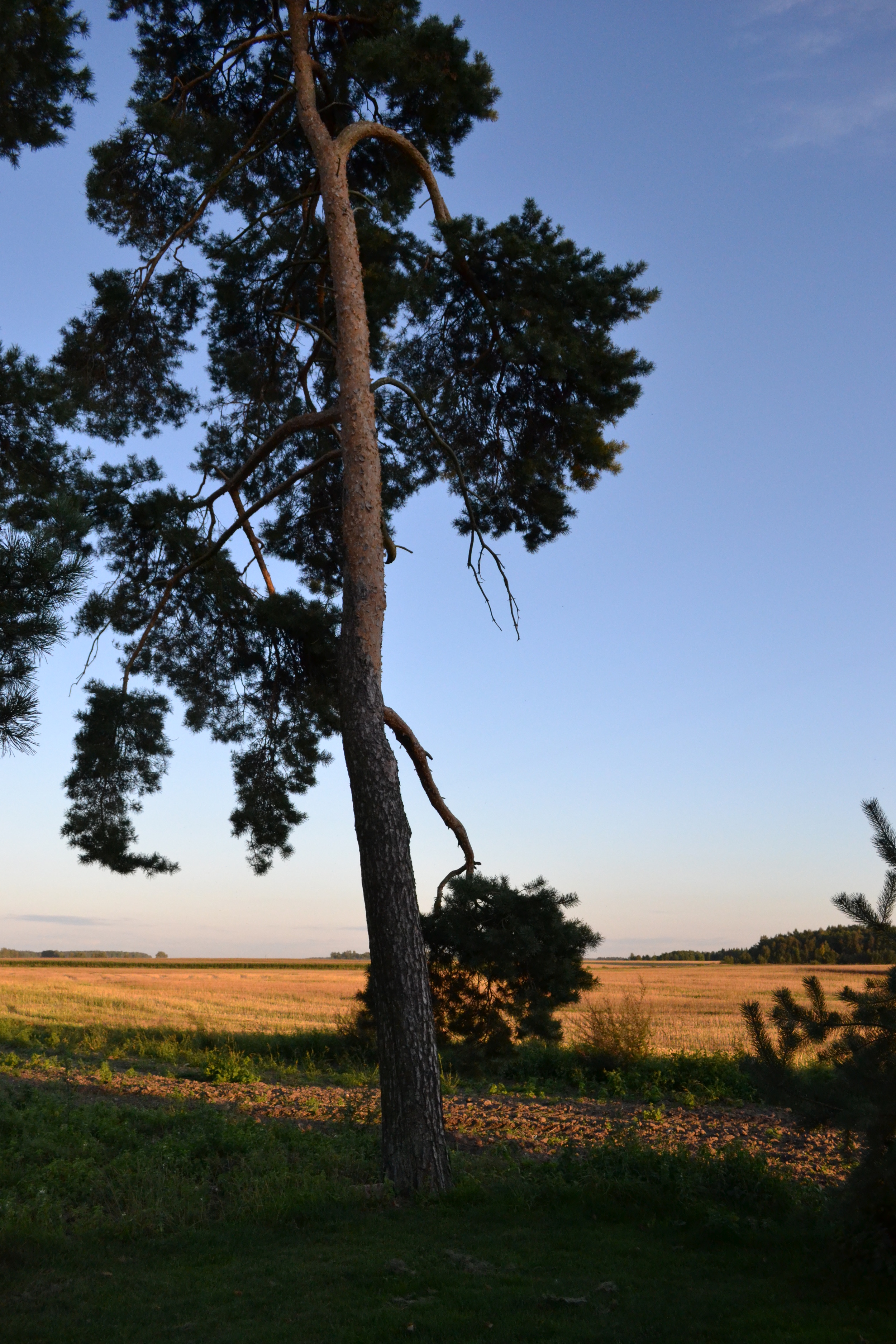 Summer Sun, 2011. Lithuania