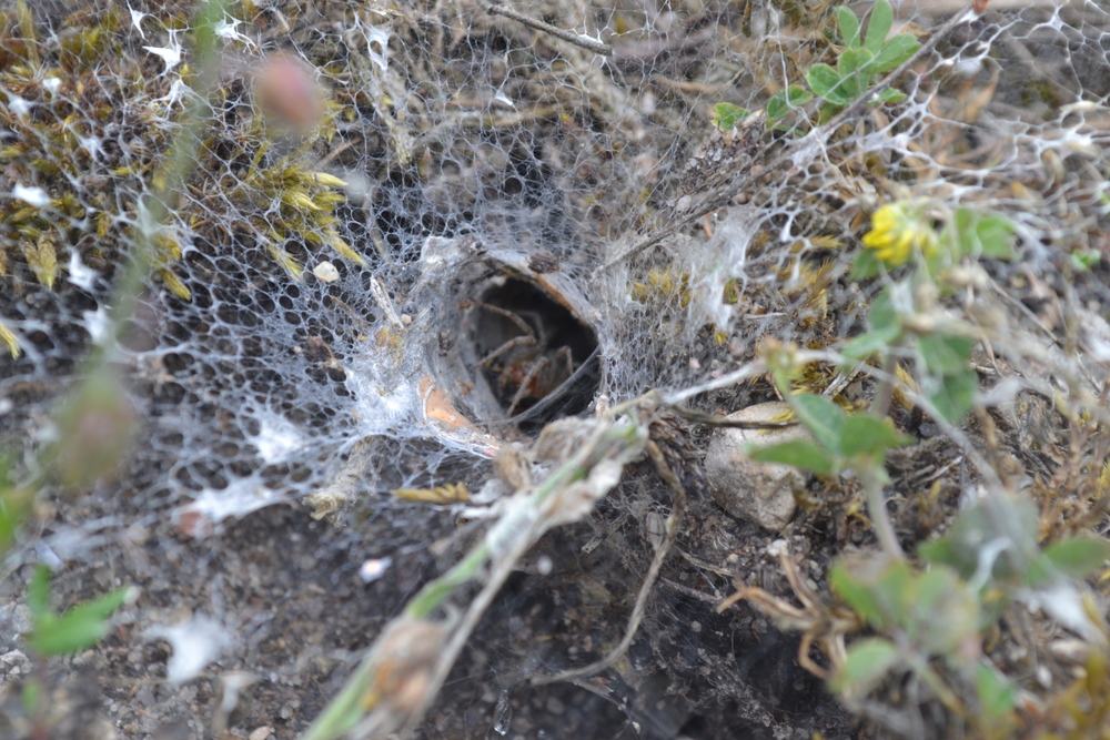 Funneling Spider, 2015
