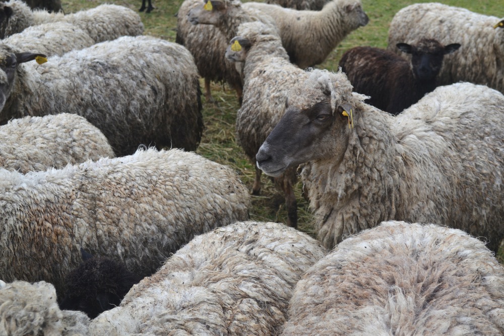 Saaremaa Sheep, 2015