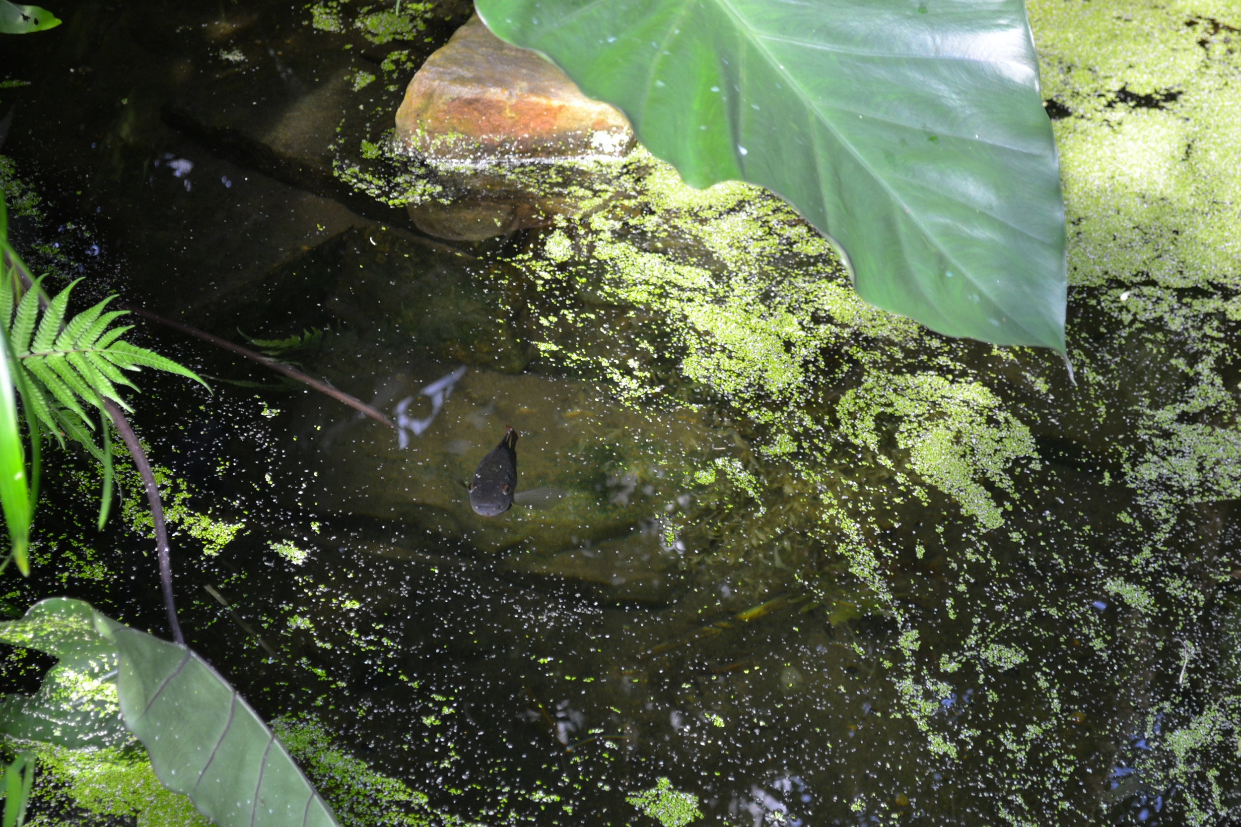 botanical garden fish.JPG