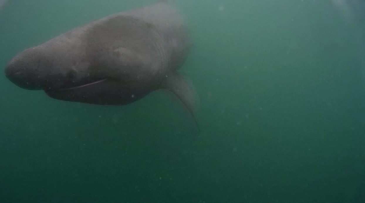 Basking Shark.png