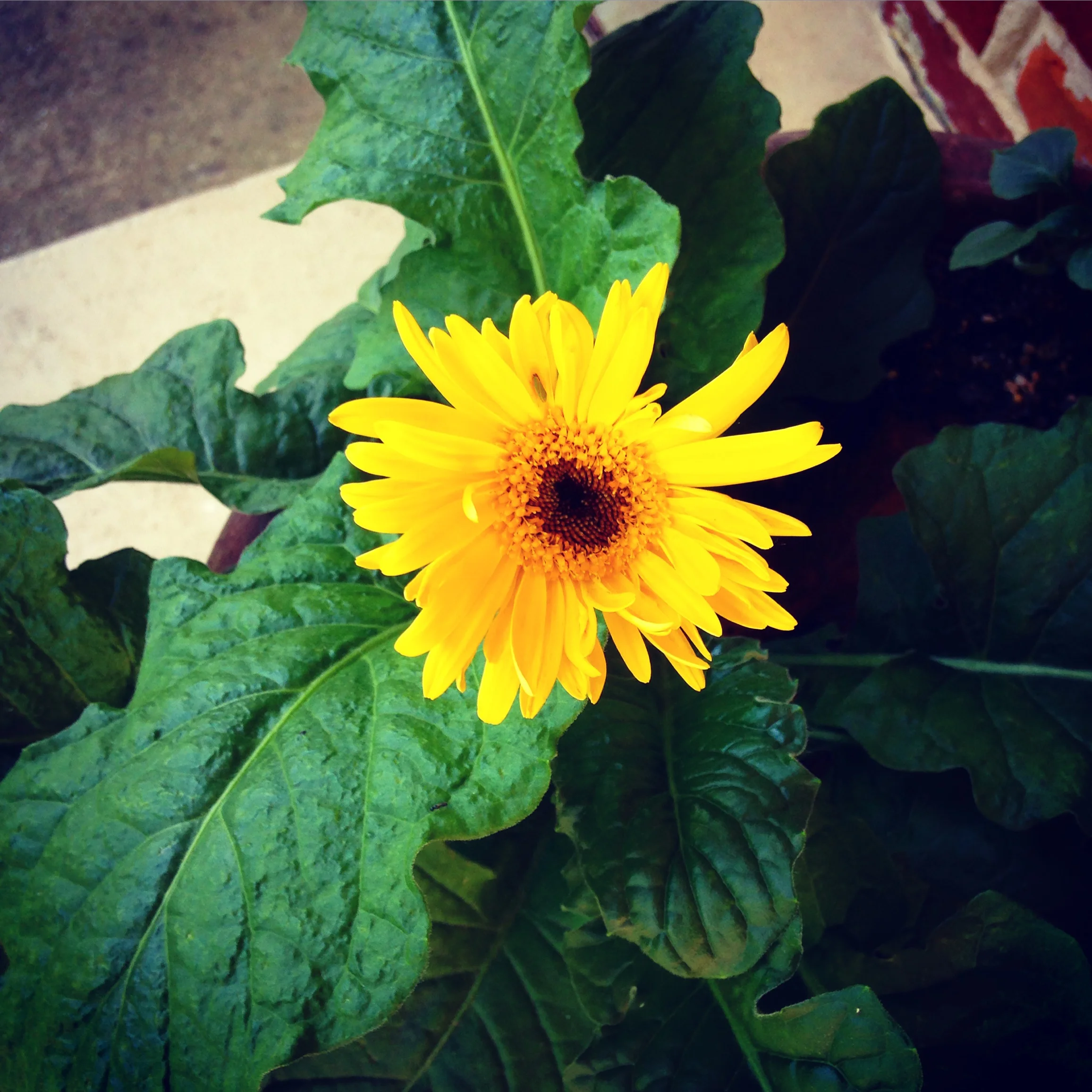The Friday Five: or maybe more than five.