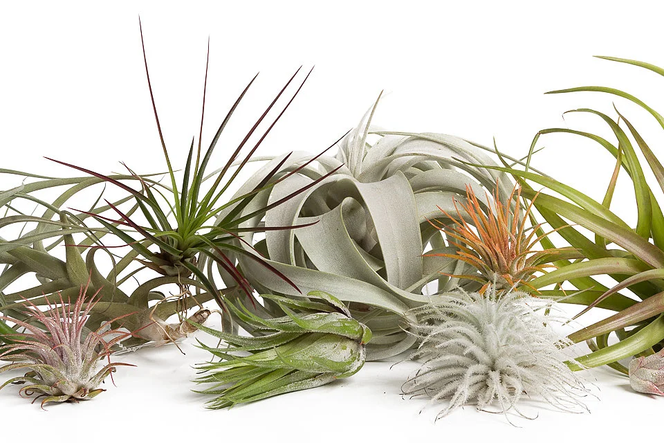 Urban Sprouts