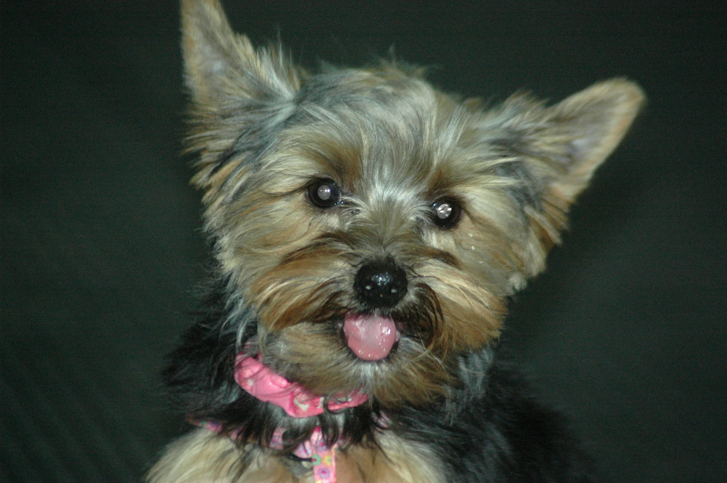 yorkie2.jpg