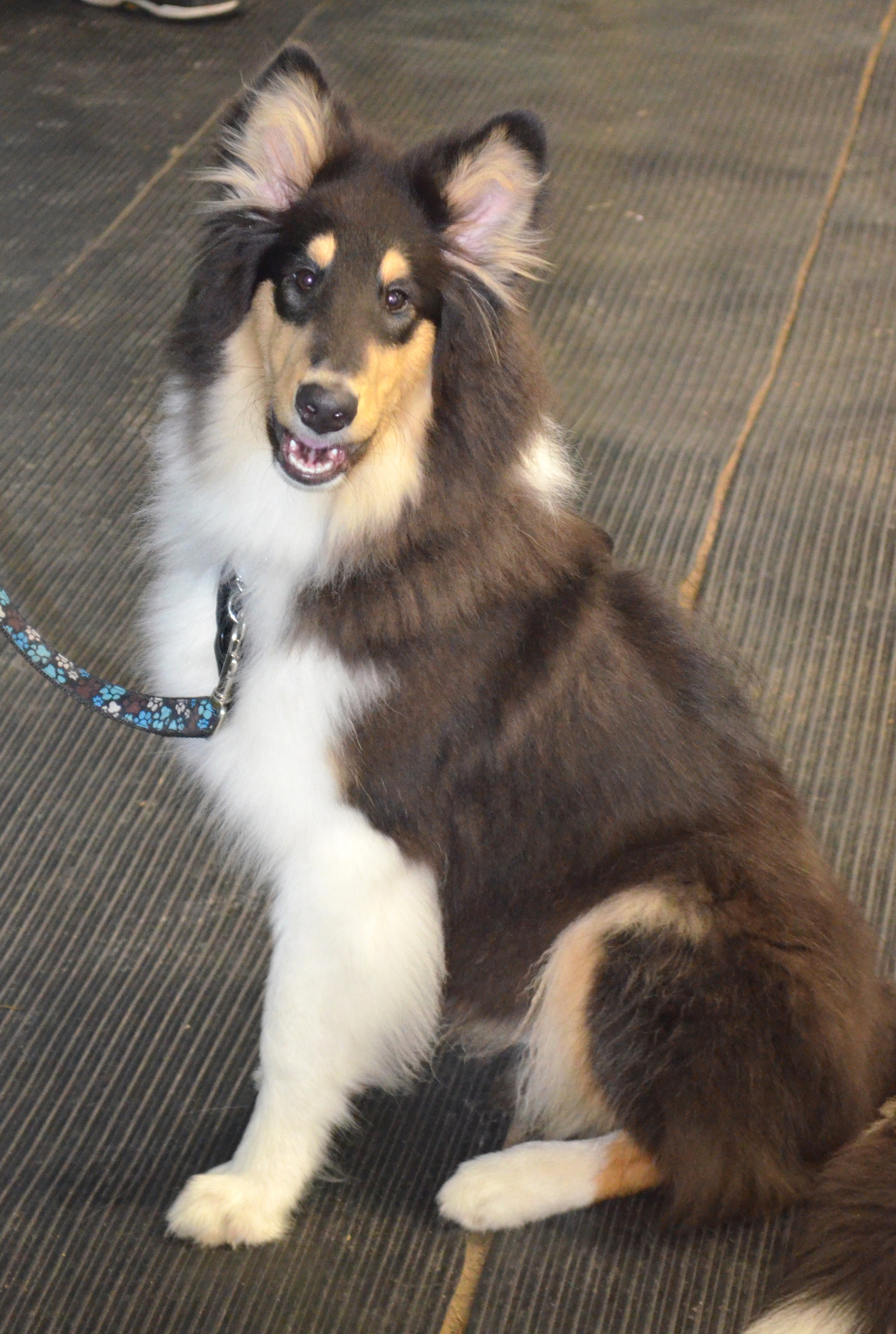 collie.jpg
