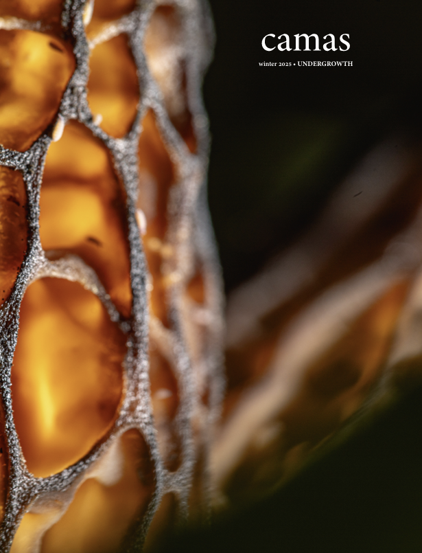 Camas 2025 cover.png