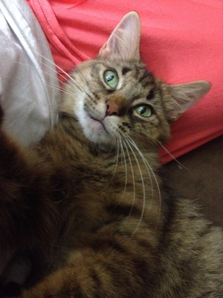 Willow.jpg