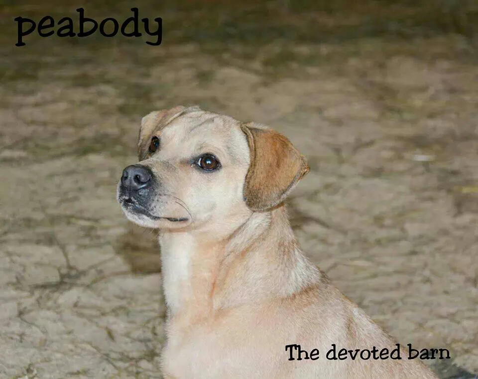 Peabody 3.jpg