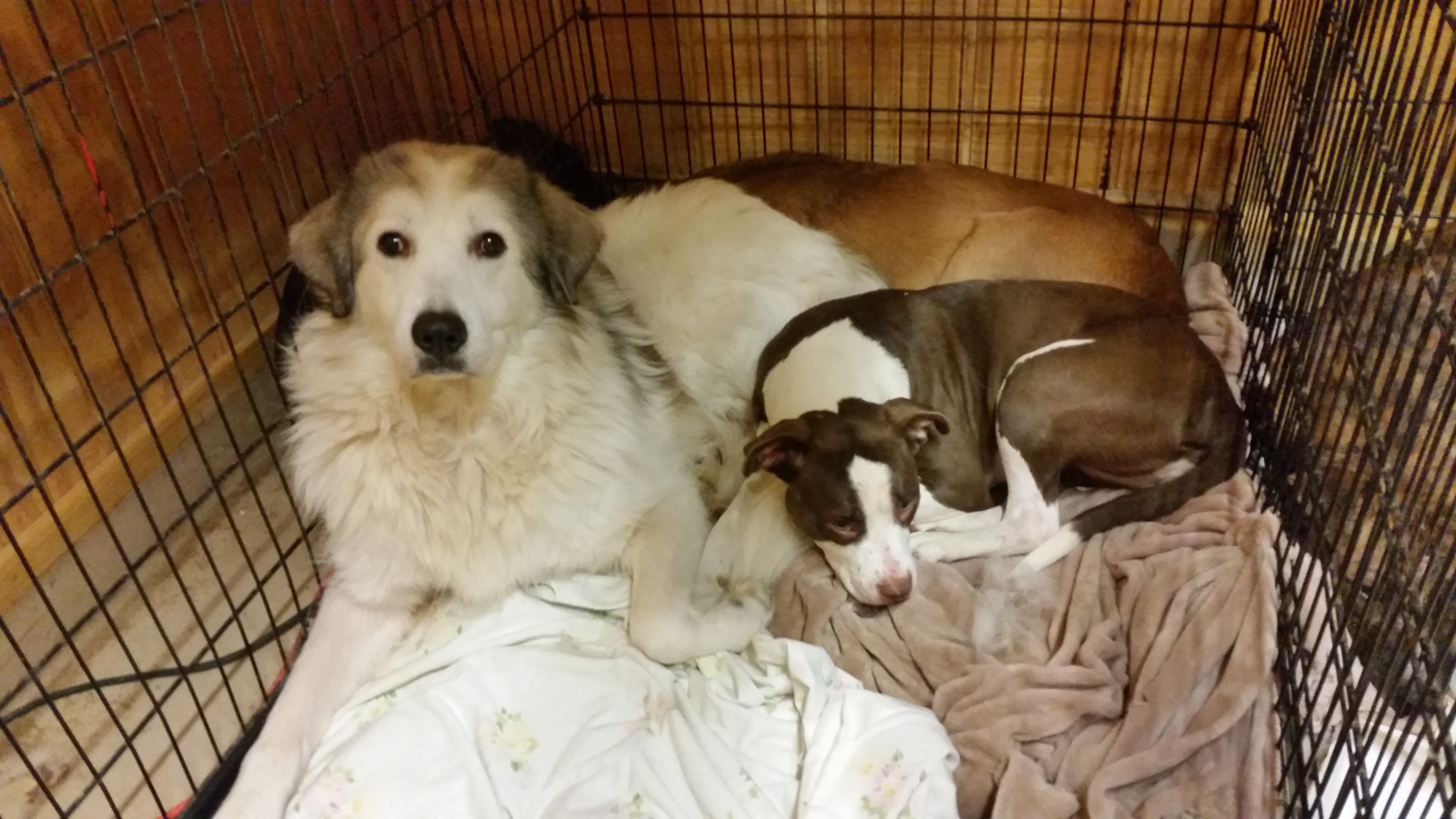 Dusty and Stella.jpg
