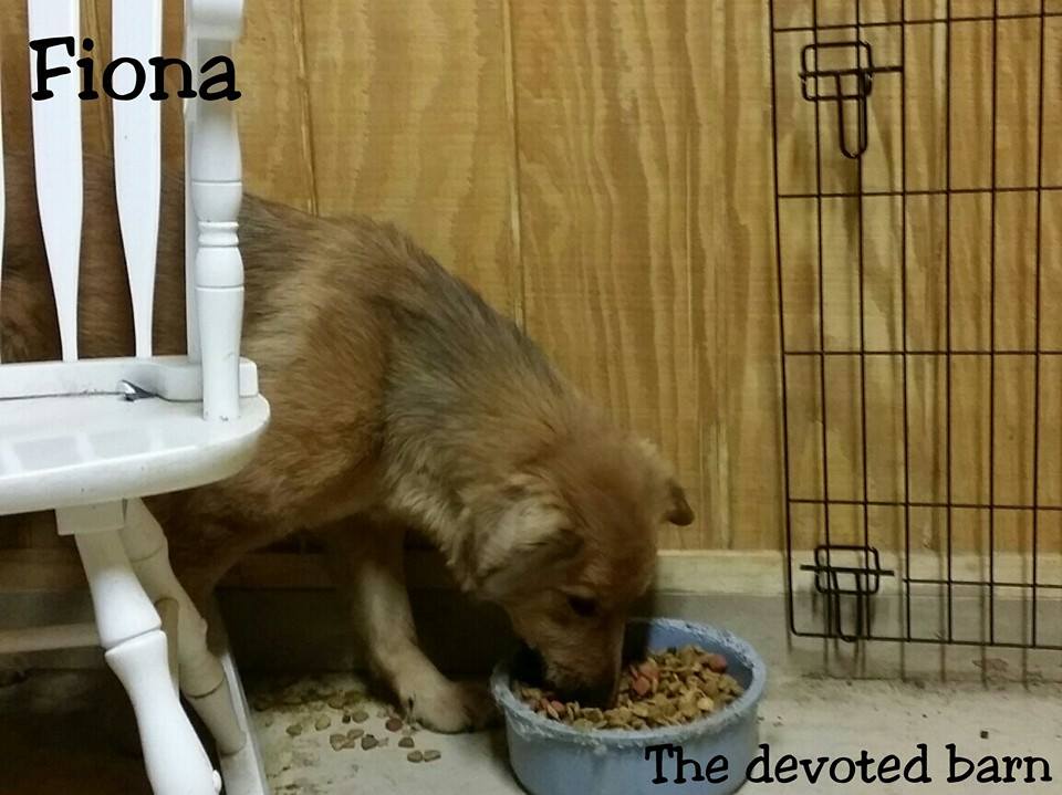 Fiona 2.jpg