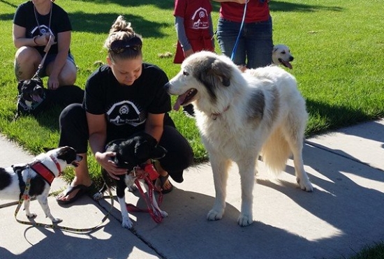 Dusty takes a huge step forward by walking in a parade with The Devoted Barn! Feral dogs take a very long time to become comfortable with the idea of a leash but Dusty did great!