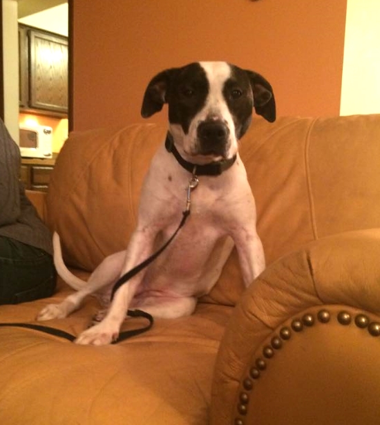 Vanna is making herself comfortable at the home of her new potential adopter! Looks like a pretty good match!