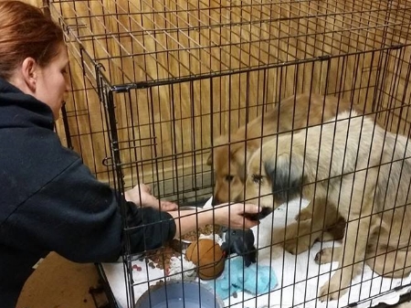 One of the biggest parts of our rehabilitation program is building trust through hand feeding.