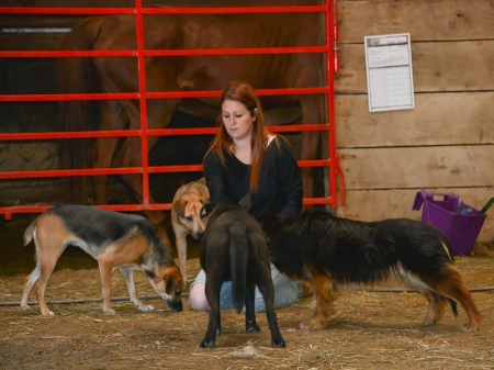 Twice a day, when the ferals come out for group play, we hand feed canned food as a special treats. This is a great way to encourage the ferals to approach us without scaring them.