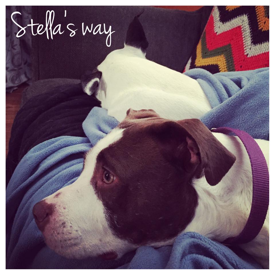 Stella adoptable 3.jpg