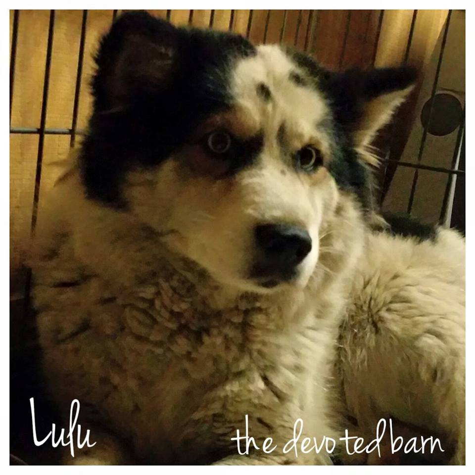 Lulu.jpg