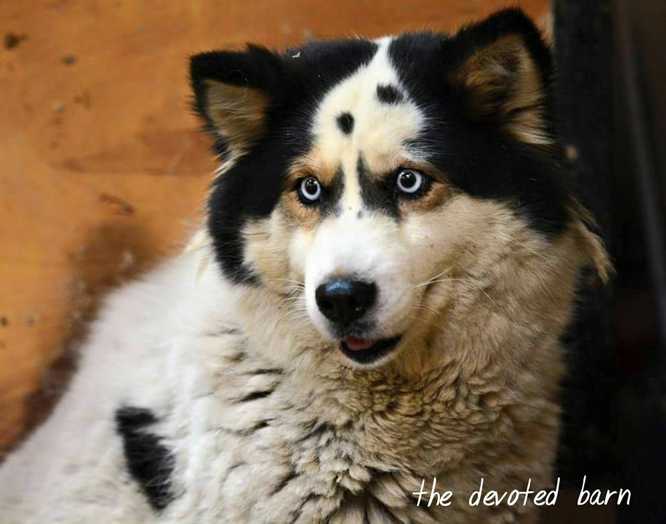 Lulu.jpg