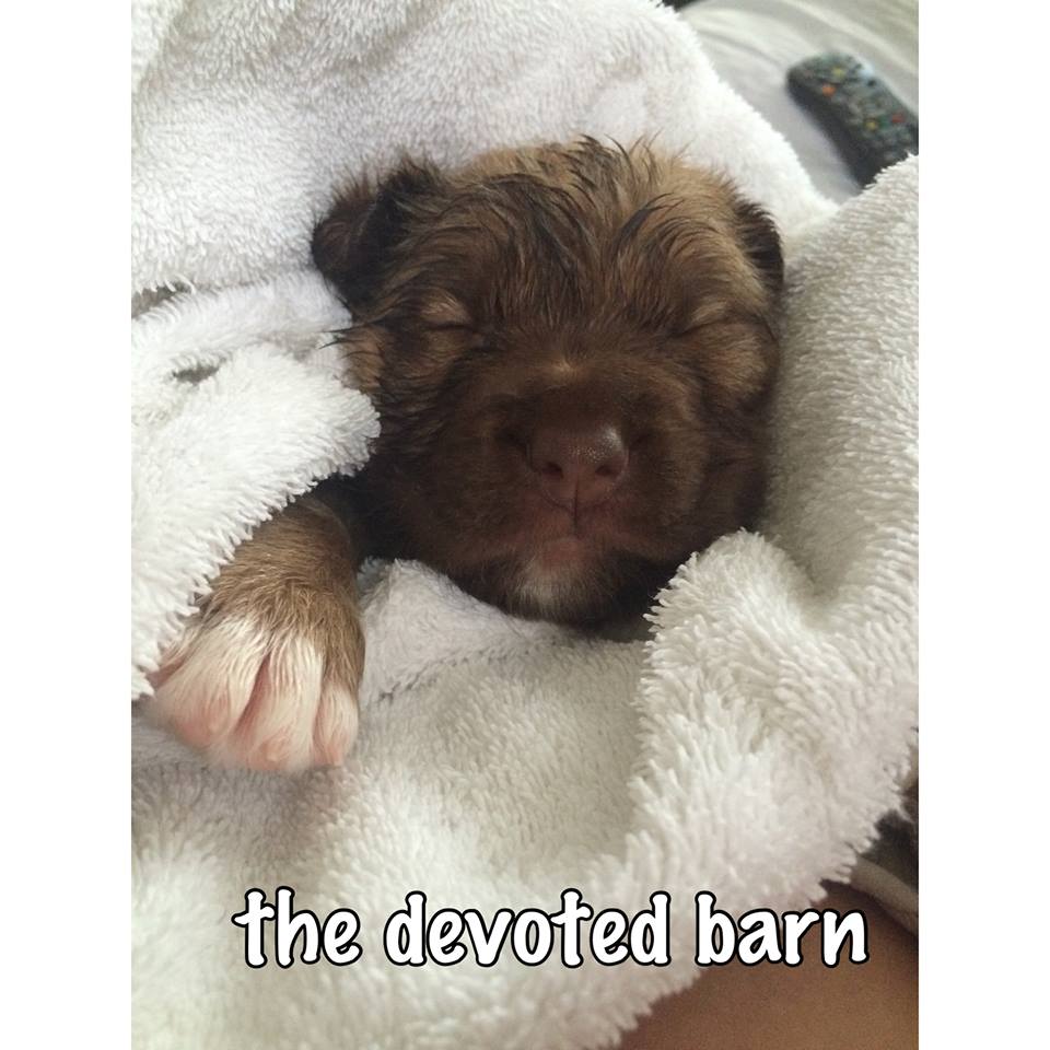 P puppies 4.jpg