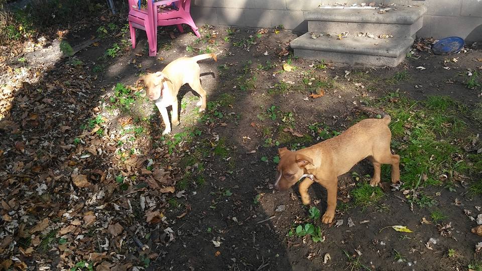 P puppies 8.jpg