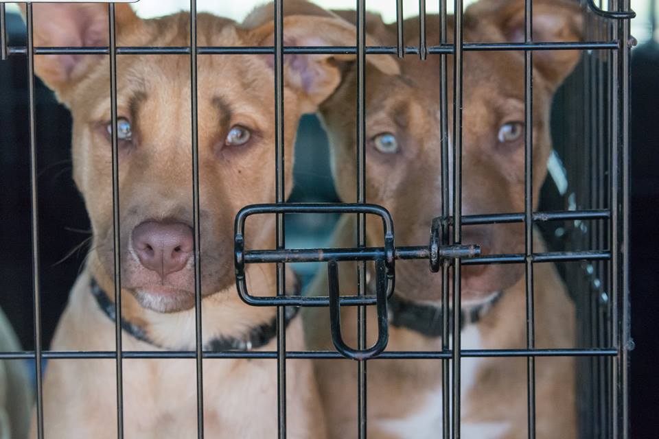 P puppies 11.jpg