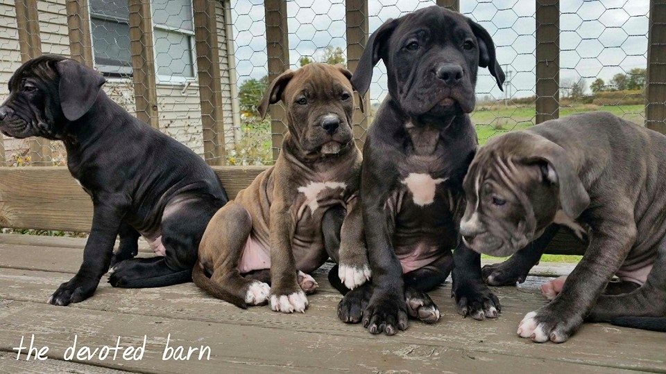 Cassie's pups.jpg