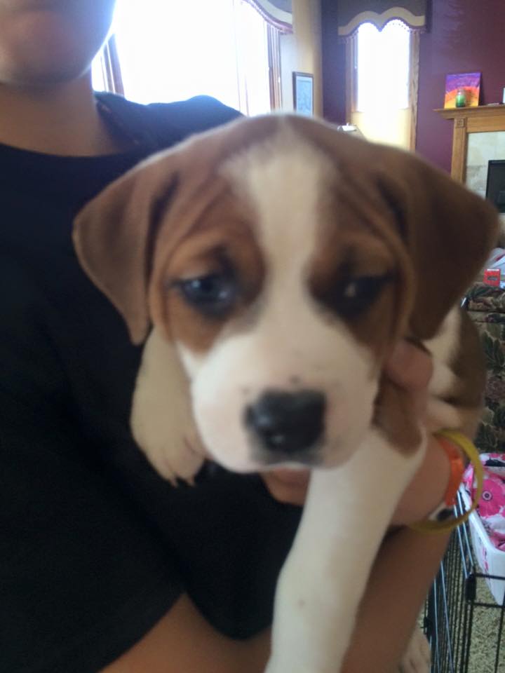 lily puppies 2.jpg