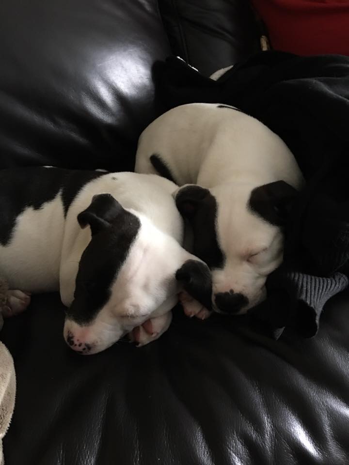 lilys puppies.jpg