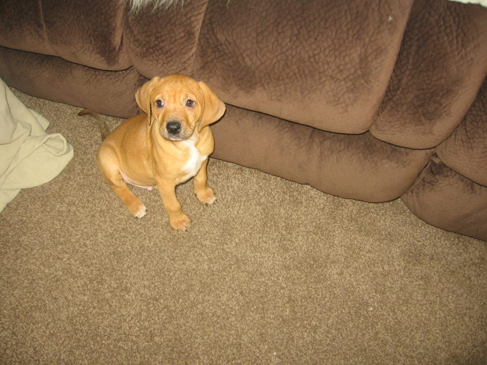 Simone pups 5.jpg