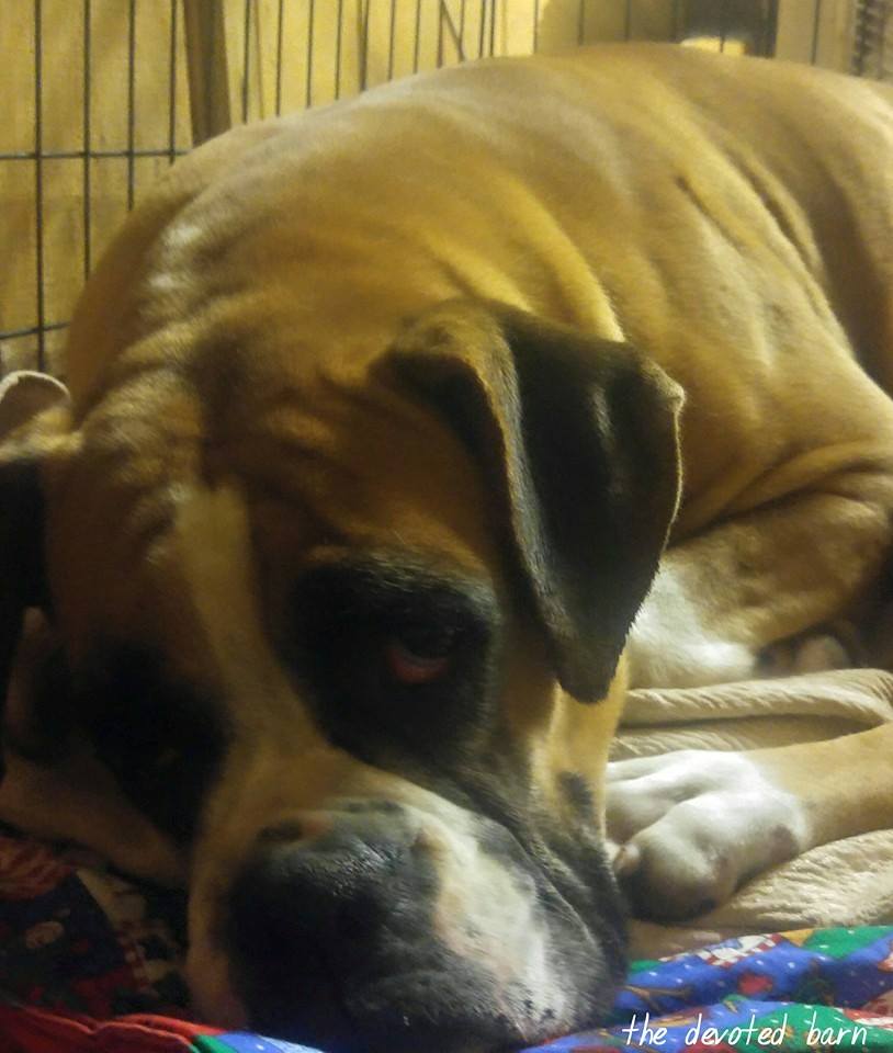 Penny 3.jpg