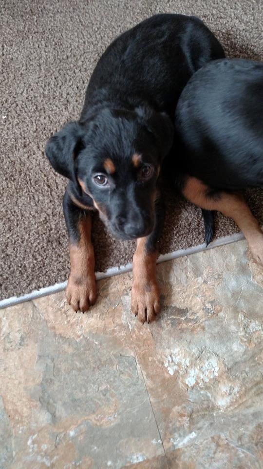 Nilla.jpg