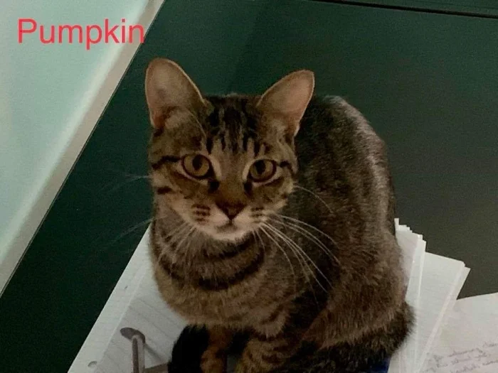 Pumpkin.jpg