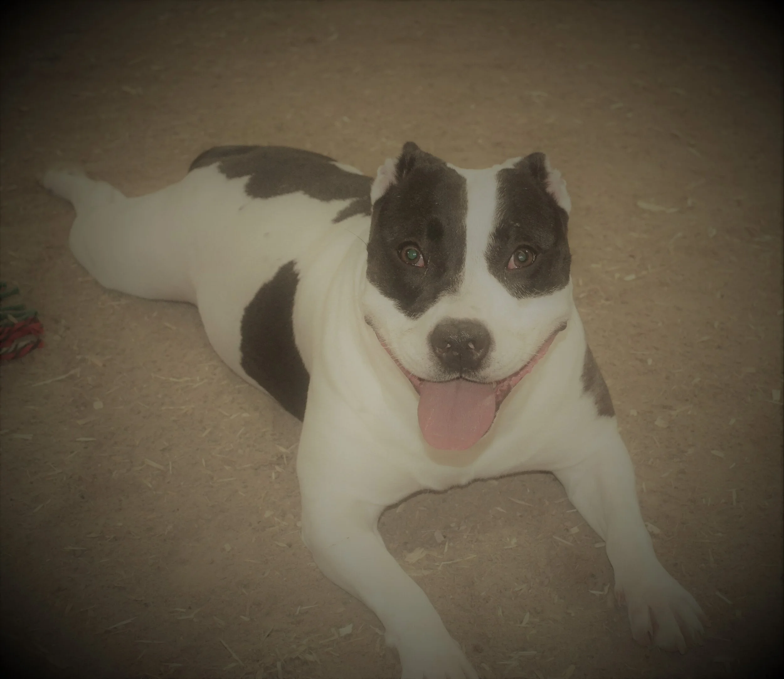 About The Devoted Barn