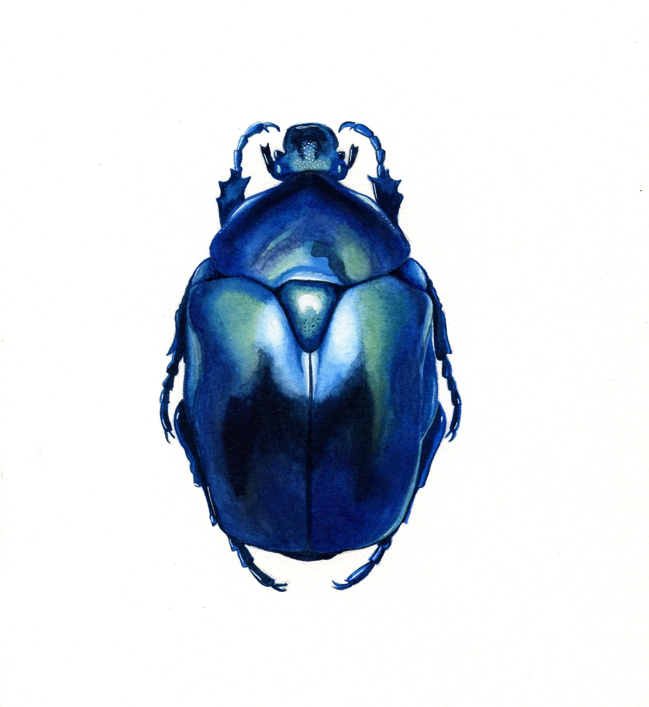 The Beetles